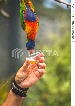 Man giving sweet nectar to Lorikeet Rainbow parrot Man giving sweet nectar to Lorikeet Rainbow parrot 43345552