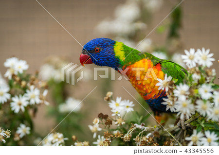 Colourful parrot Rainbow called Lorikeet 43345556