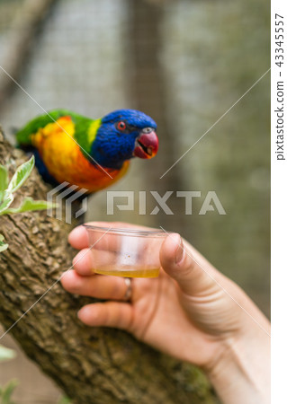 Woman feeding sweet nectar to Colourful parrot 43345557