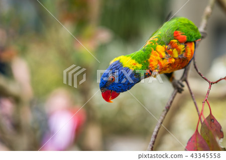 Lorikeet Rainbow Parrot on a tree 43345558