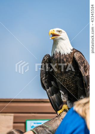 Bald eagle sitting on a trainer hand Bald eagle sitting on a trainer hand 43345584