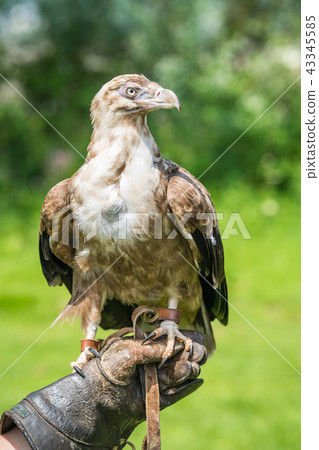 Falcon hawk bird sitting on falconers hand Falcon hawk bird sitting on falconers hand 43345585