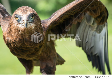 Brown feathers eagle taking off Brown feathers eagle taking off 43345586