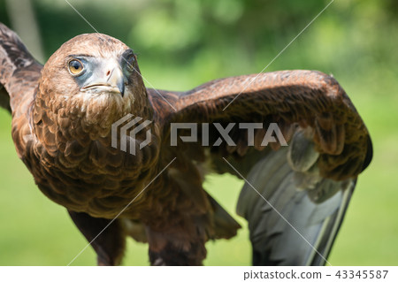 Brown feathers eagle taking off Brown feathers eagle taking off 43345587