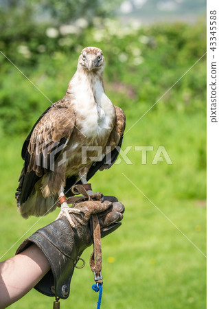 Falcon hawk bird sitting on falconers hand Falcon hawk bird sitting on falconers hand 43345588