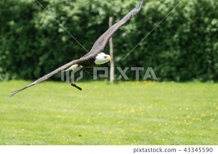 Bald eagle flying low over the ground Bald eagle flying low over the ground 43345590