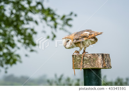 Barn Owl during bird show Barn Owl during bird show 43345591