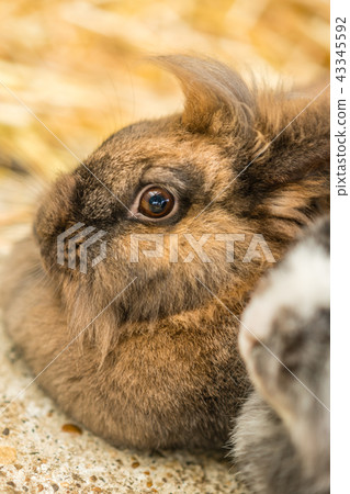 Cute tiny furry rabbit closeup 43345592