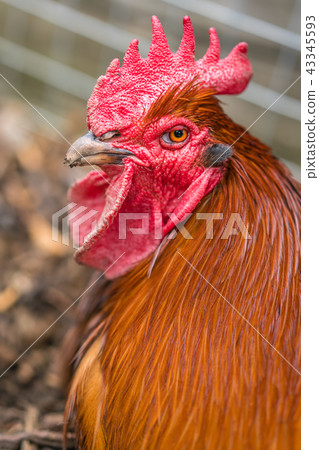 Close up of a head of a chicken Close up of a head of a chicken 43345593