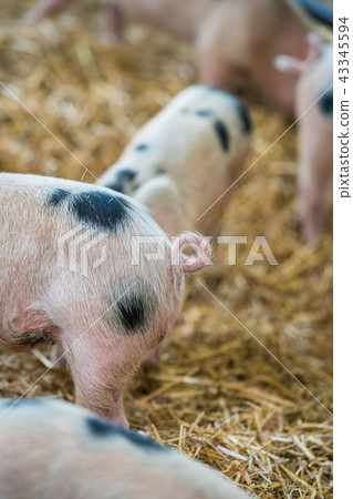 Close-up of a tiny curling pig tail Close-up of a tiny curling pig tail 43345594
