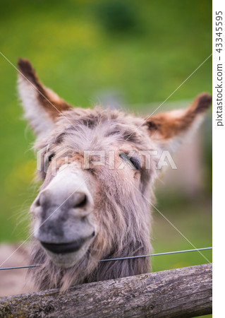 Closeup of a face of a furry donkey Closeup of a face of a furry donkey 43345595