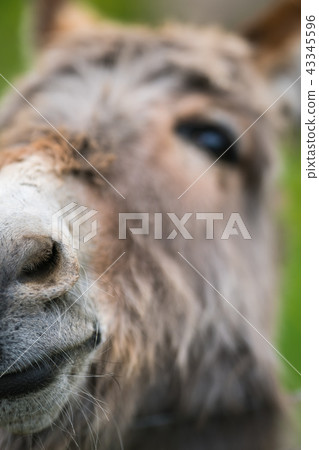 Closeup of a face of a furry donkey Closeup of a face of a furry donkey 43345596