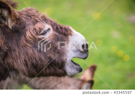 Large furry donkey shouting loudly Large furry donkey shouting loudly 43345597