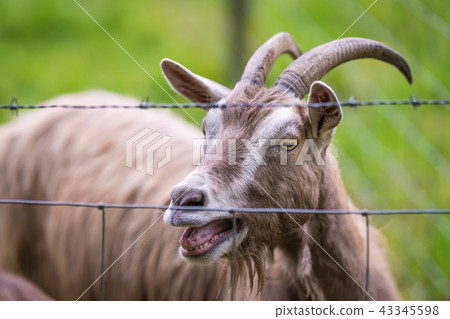 Close up of goat behind a fence Close up of goat behind a fence 43345598