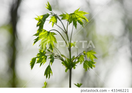 Plant Plant 43346221