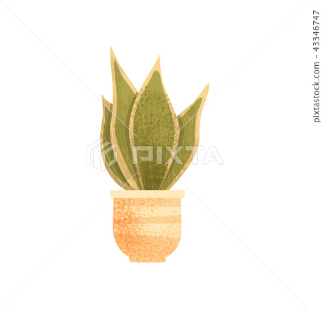 Sansevieria house plant, elegant home or office decor vector Illustration on a white background 43346747