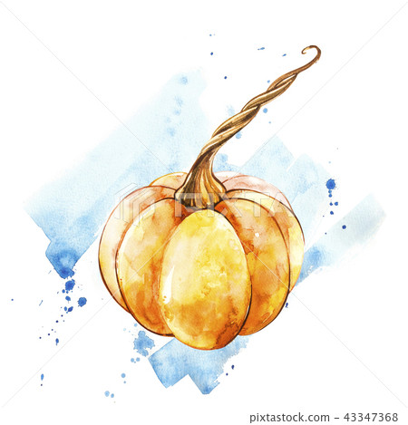 Pumpkin. Hand drawn watercolor painting on white background. Watercolor illustration with a splash. 43347368
