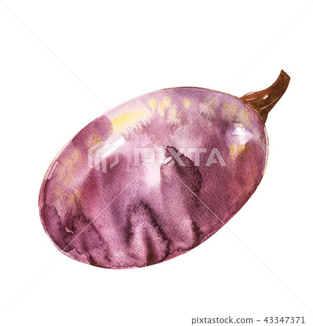 Pumpkin. Hand drawn watercolor painting on white background. Watercolor illustration. 43347371