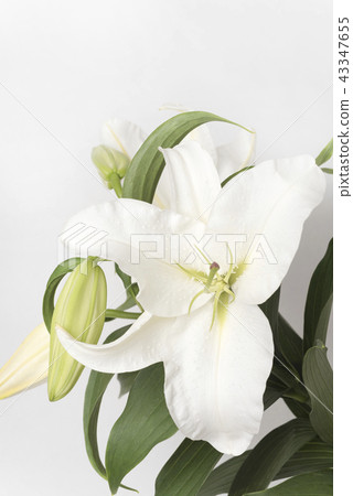 Lily of flowers Lily of flowers 43347655