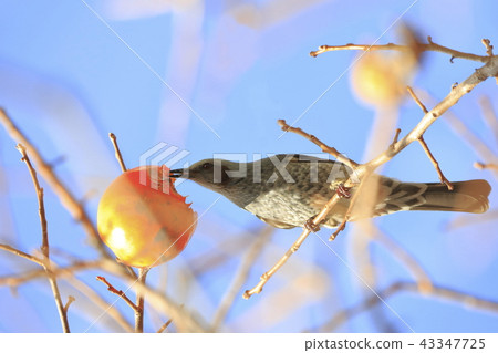 有柿子的布朗噴泉 43347725