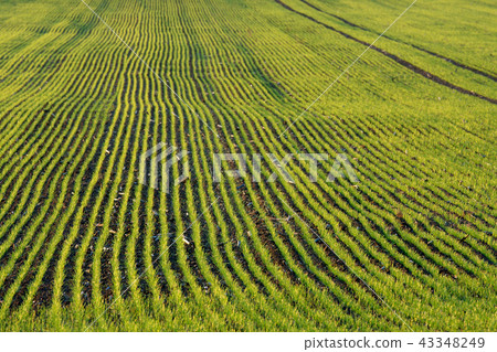 Agriculture Agriculture 43348249