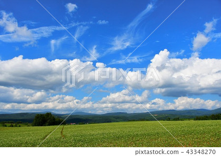 晴朗的天空和蕎麥田 晴朗的天空和蕎麥田 43348270