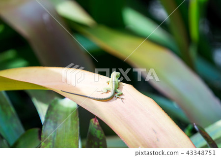 曬日光浴在葉子/曬日光浴的Lizard_1的蜥蜴 43348751