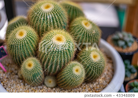 Close up beautiful cactus Close up beautiful cactus 43348809