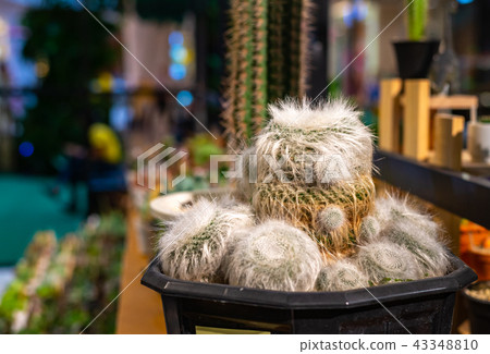 Rare and beautiful cuctus Rare and beautiful cuctus 43348810