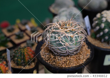 Beautiful small cuctus in a pot 43348812