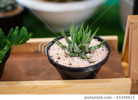 Aloe Vera in small pot Aloe Vera in small pot 43348813