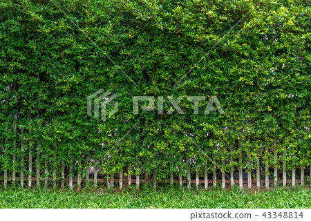 Hedge or Fence made by leaves 43348814