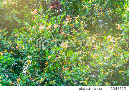 Background of green color and orange color leaves Background of green color and orange color leaves 43348815