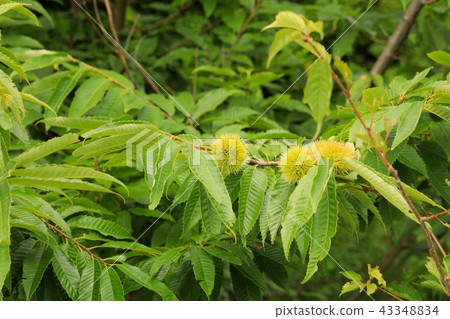 栗樹栗樹 43348834