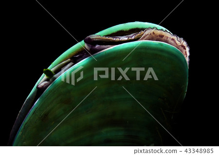 A siphon of the Perna viridis or green mussel 43348985