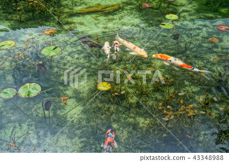 Pond of monet 43348988