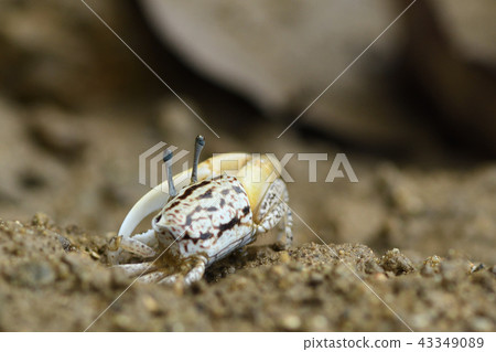 Okinawa Haxen Shiomaneki Okinawa Haxen Shiomaneki 43349089