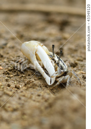 Okinawa Hakusen Shionomaeki Vertical Composition 43349120