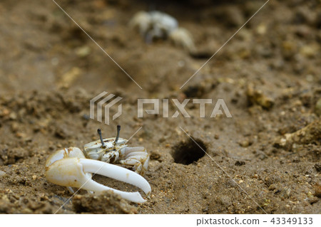 Okinawa Haxen Shiomaneki 43349133