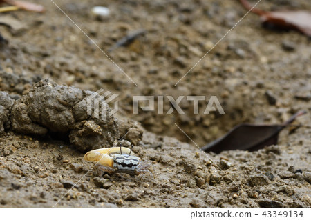 Okinawa Haxen Shiomaneki 43349134