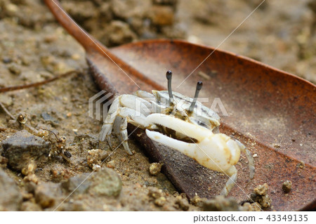 Okinawa Haxen Shiomaneki 43349135