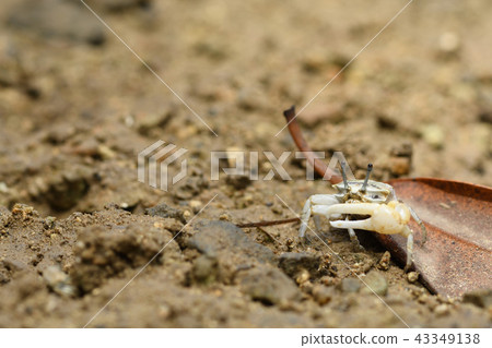 Okinawa Haxen Shiomaneki Okinawa Haxen Shiomaneki 43349138