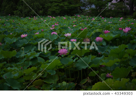 與蓮花的清早風景 43349303
