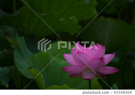 清早開花的蓮花 43349304