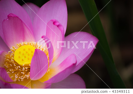 Lotus flower Lotus flower 43349311