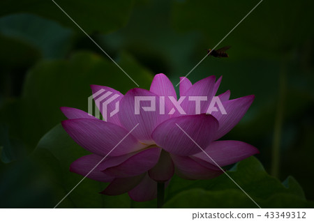 清早開花的蓮花 清早開花的蓮花 43349312
