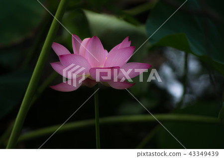 清早開花的蓮花 清早開花的蓮花 43349439