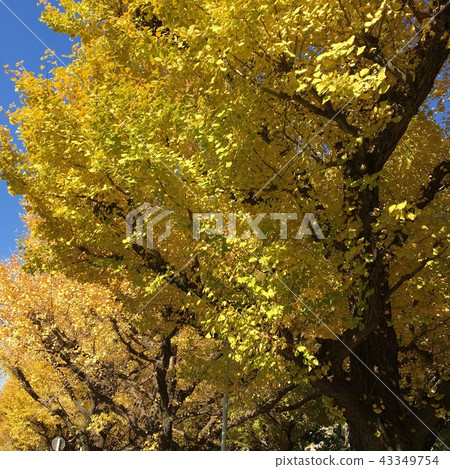 Fall Ginkgo Tree _ Ginko Trees Autumn 43349754