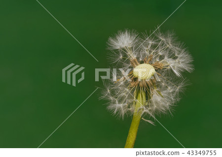 Dandelion Wind Propagation Dandelion Wind Propagation 43349755