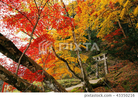 Oita autumn spirit maple 43350216